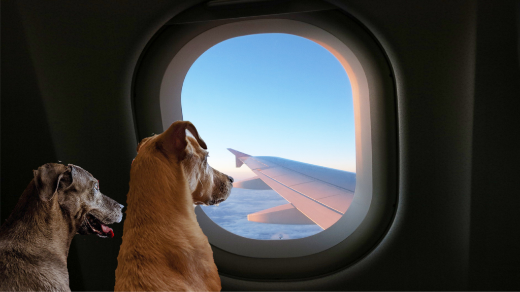 viajar com pets