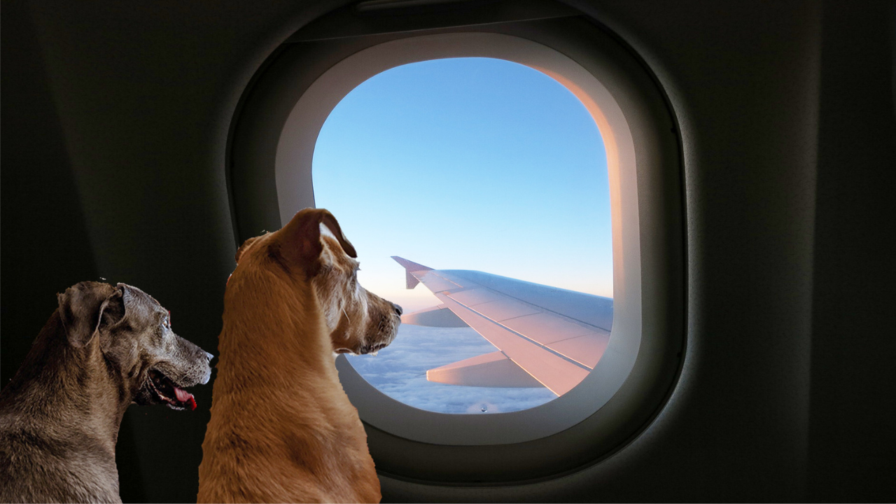 A American Airlines atualizou a regra para quem viajar com cães e gatos na cabine