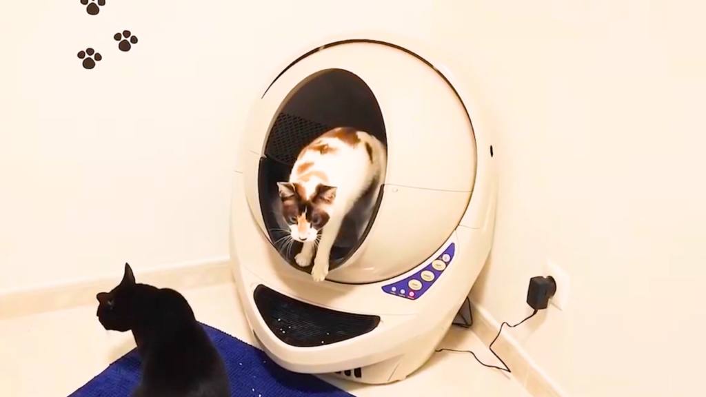 caixa de areia automática para gatos