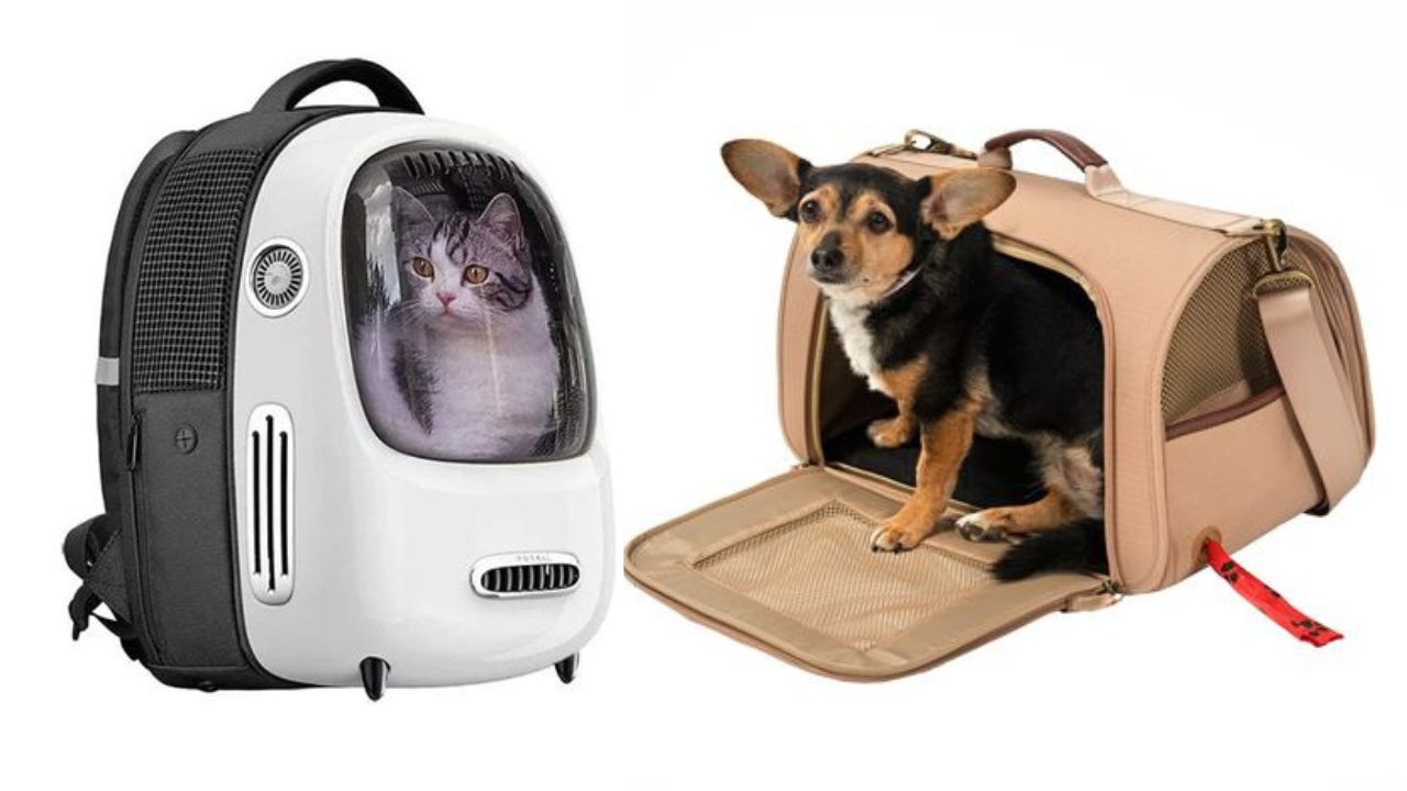 Cómo elegir el mejor transporte para que tu mascota viaje en la cabina del avión